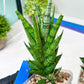 Sansevieria Keshya (#H12) | Imported Plants | Rare Hybrid Species