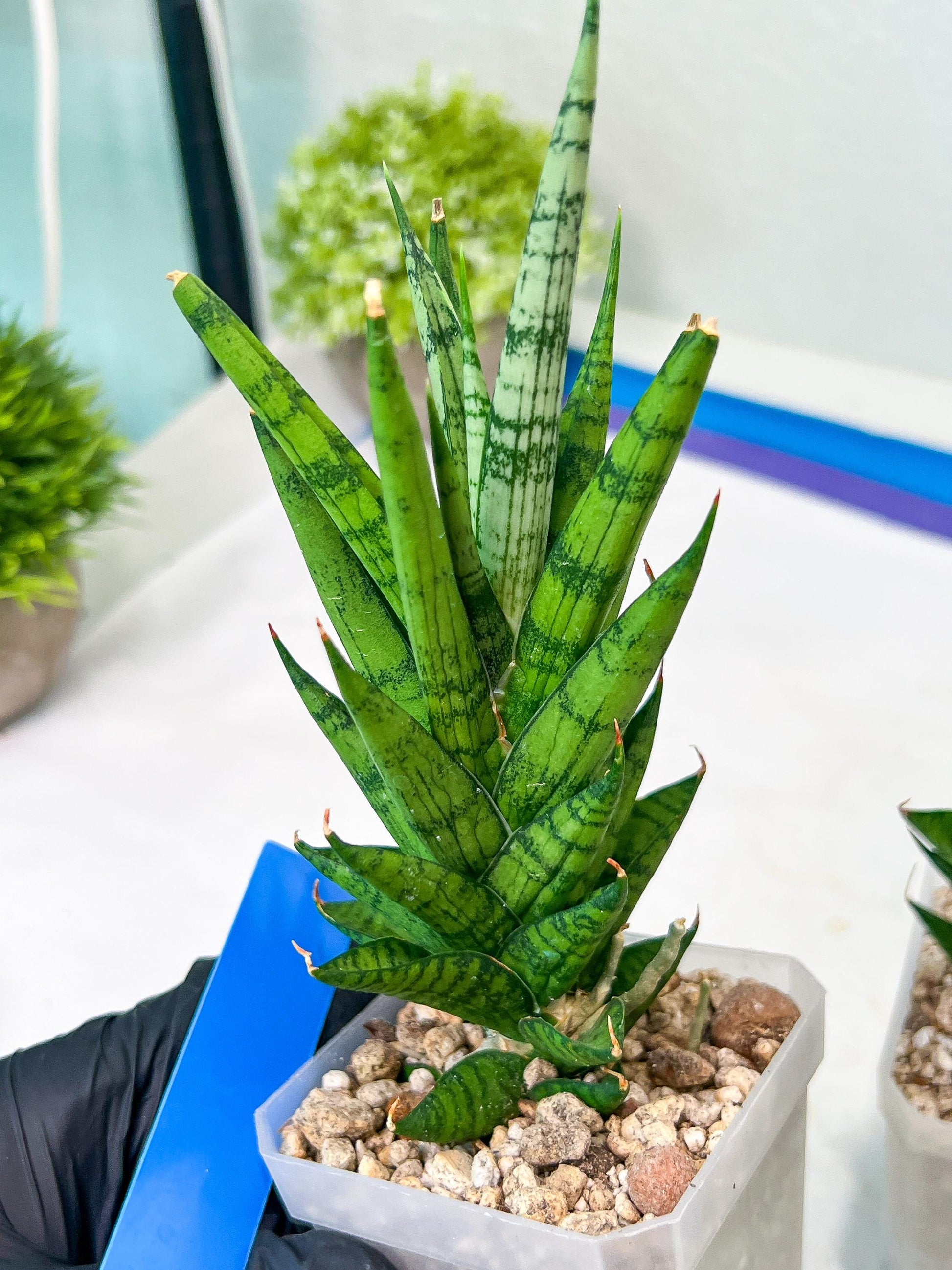 Sansevieria Keshya (#H12) | Imported Plants | Rare Hybrid Species
