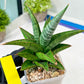 Sansevieria Liwa (H14) | Imported Plants | Rare Hybrid Species