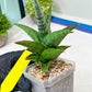 Sansevieria Liwa (H14) | Imported Plants | Rare Hybrid Species