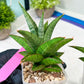 Sansevieria Liwa (H14) | Imported Plants | Rare Hybrid Species