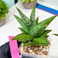 Sansevieria Liwa (H14) | Imported Plants | Rare Hybrid Species