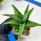 Sansevieria Liwa (H14) | Imported Plants | Rare Hybrid Species