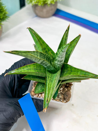 Sansevieria Liwa (H14) | Imported Plants | Rare Hybrid Species
