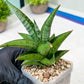 Sansevieria Liwa (H14) | Imported Plants | Rare Hybrid Species