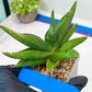Sansevieria Robo (#H15) | Imported Plants | Rare Hybrid Species