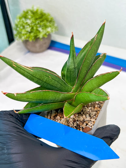 Sansevieria Robo (#H15) | Imported Plants | Rare Hybrid Species