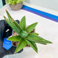Sansevieria Robo (#H15) | Imported Plants | Rare Hybrid Species