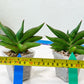 Sansevieria Robo (#H15) | Imported Plants | Rare Hybrid Species