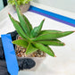 Sansevieria Robo (#H15) | Imported Plants | Rare Hybrid Species
