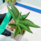 Sansevieria Robo (#H15) | Imported Plants | Rare Hybrid Species