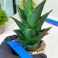 Sansevieria Marlena (H18) | Imported Plants | Rare Hybrid Species