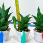 Sansevieria Marlena (H18) | Imported Plants | Rare Hybrid Species