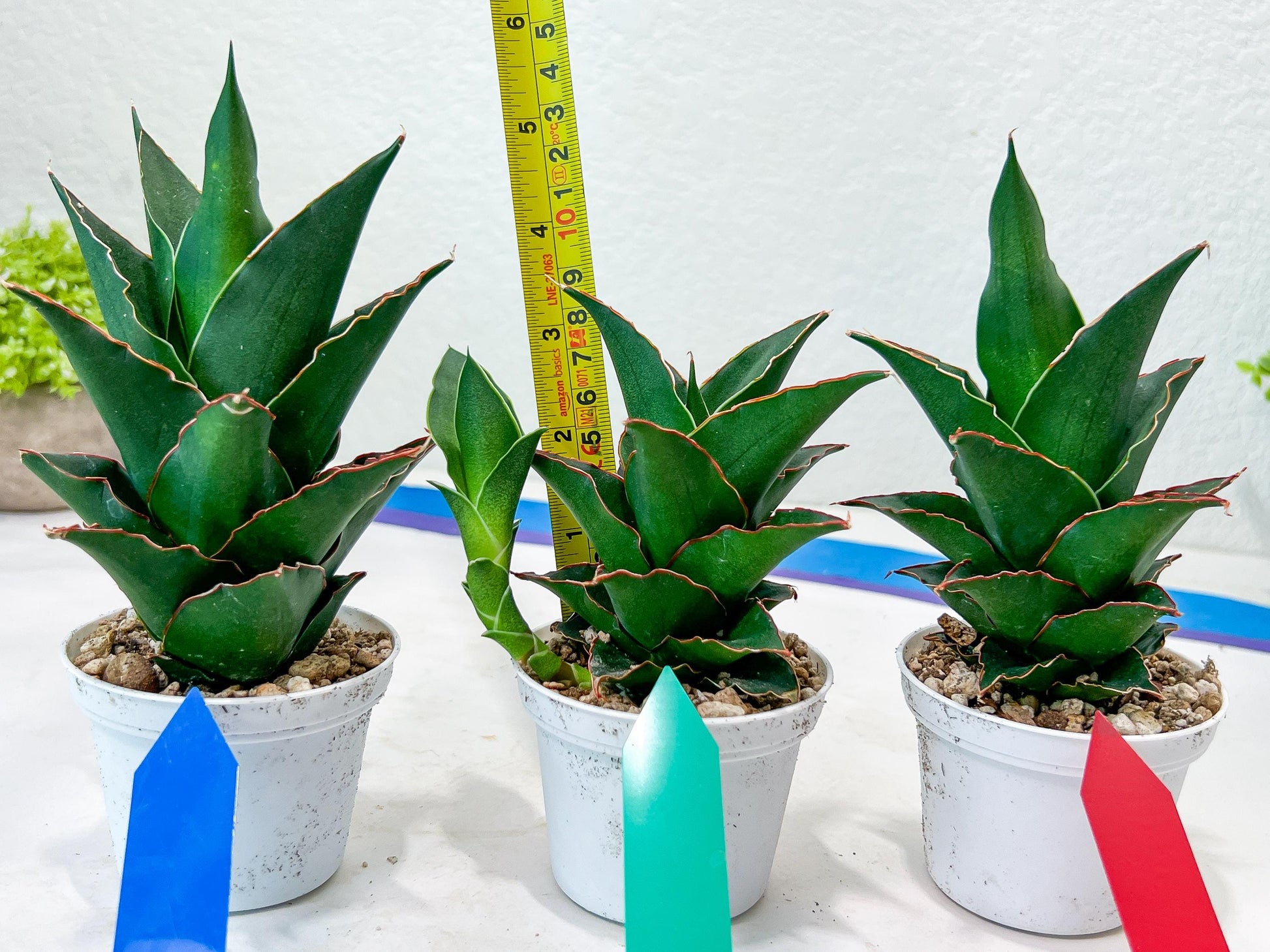 Sansevieria Marlena (H18) | Imported Plants | Rare Hybrid Species