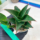 Sansevieria Marlena (H18) | Imported Plants | Rare Hybrid Species