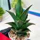 Sansevieria Marlena (H18) | Imported Plants | Rare Hybrid Species