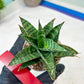Sansevieria Teletubbies (H19) | Imported Plants
