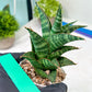 Sansevieria Teletubbies (H19) | Imported Plants