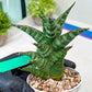 Sansevieria Teletubbies (H19) | Imported Plants
