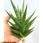 Sansevieria Tesya (H20) | Imported Plants | Rare Hybrid Species