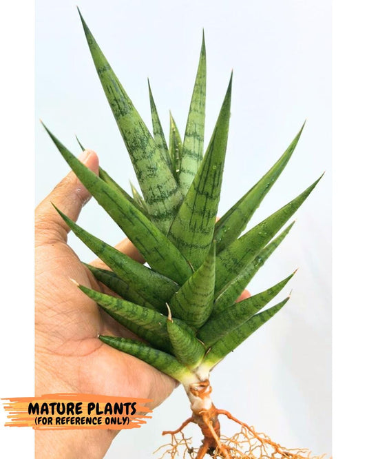 Sansevieria Tesya (H20) | Imported Plants | Rare Hybrid Species