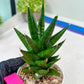 Sansevieria Tesya (H20) | Imported Plants | Rare Hybrid Species