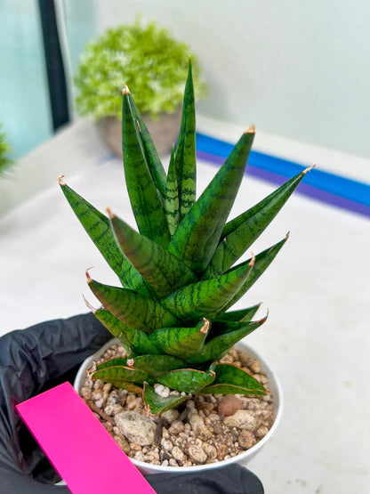 Sansevieria Tesya (H20) | Imported Plants | Rare Hybrid Species
