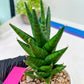 Sansevieria Tesya (H20) | Imported Plants | Rare Hybrid Species