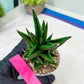 Sansevieria Tesya (H20) | Imported Plants | Rare Hybrid Species