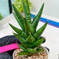 Sansevieria Tesya (H20) | Imported Plants | Rare Hybrid Species