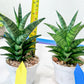 Sansevieria Makayai Frosty (H21) | Imported Plants