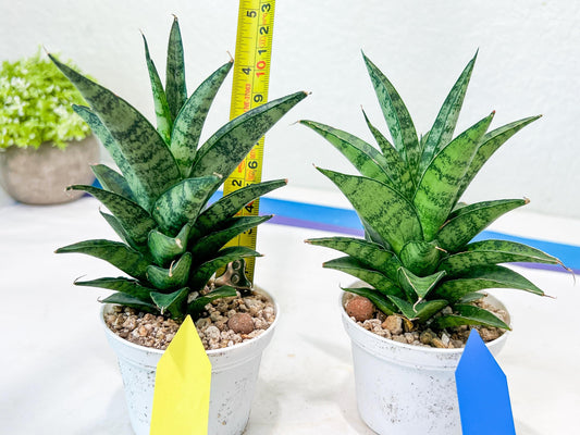 Sansevieria Makayai Frosty (H21) | Imported Plants