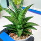 Sansevieria Makayai Frosty (H21) | Imported Plants