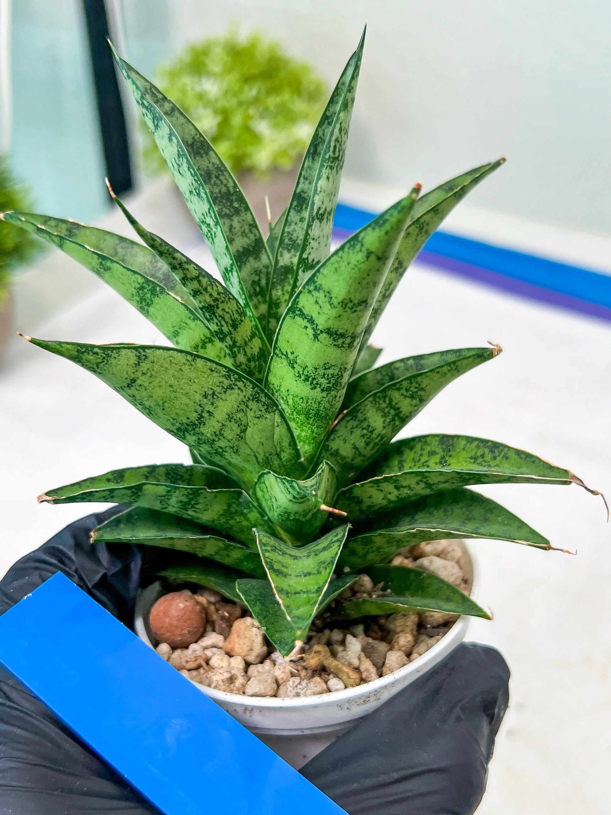 Sansevieria Makayai Frosty (H21) | Imported Plants