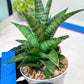 Sansevieria Makayai Frosty (H21) | Imported Plants