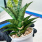 Sansevieria Makayai Frosty (H21) | Imported Plants