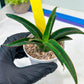 Sansevieria Aethiopica (#H22) | Imported Snake Plants