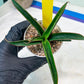 Sansevieria Aethiopica (#H22) | Imported Snake Plants