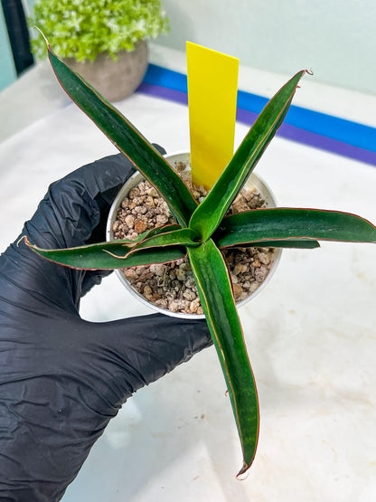 Sansevieria Aethiopica (#H22) | Imported Snake Plants