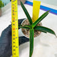 Sansevieria Aethiopica (#H22) | Imported Snake Plants