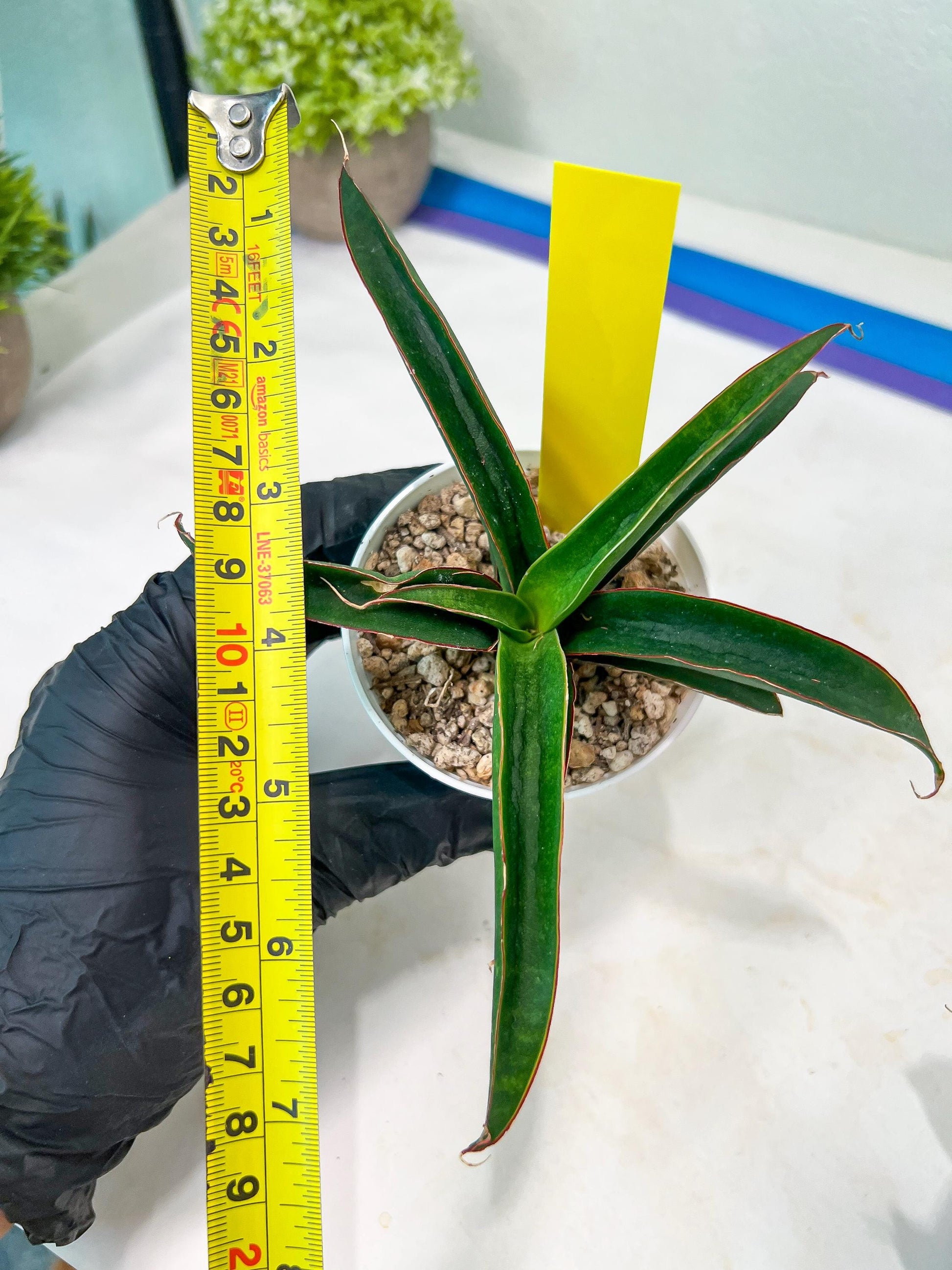 Sansevieria Aethiopica (#H22) | Imported Snake Plants