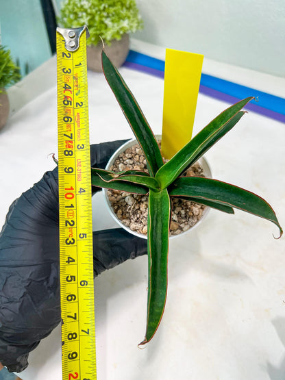 Sansevieria Aethiopica (#H22) | Imported Snake Plants