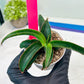 Sansevieria Aethiopica (#H22) | Imported Snake Plants