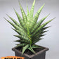 Sansevieria AFF Sindoro (H23) | Imported Hybrids