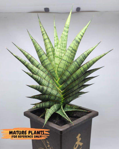 Sansevieria AFF Sindoro (H23) | Imported Hybrids