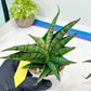 Sansevieria AFF Sindoro (H23) | Imported Hybrids