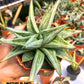 Sansevieria Alfino (H24) | Imported Hybrid Snake Plants
