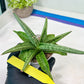 Sansevieria Alfino (H24) | Imported Hybrid Snake Plants
