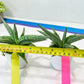 Sansevieria Alfino (H24) | Imported Hybrid Snake Plants