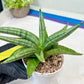 Sansevieria Alfino (H24) | Imported Hybrid Snake Plants